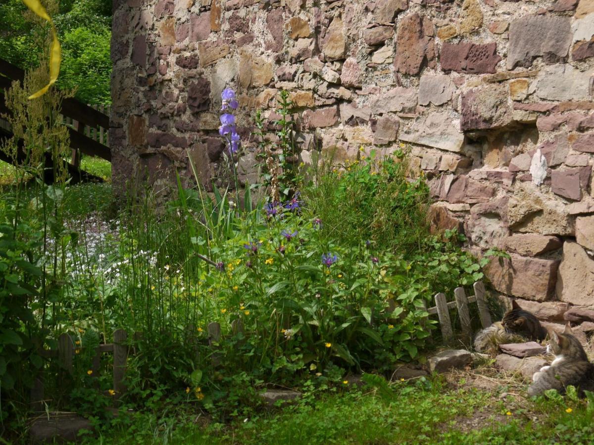 Ferienwohnungen Am Campingplatz Trendelburg ภายนอก รูปภาพ
